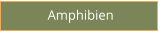 Amphibien