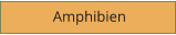 Amphibien