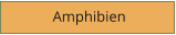 Amphibien