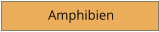 Amphibien